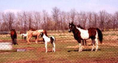 Cajun Warrior, at 10 days old, with his dam and some of our other mares